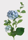 Artificial Hydrangea in Antique Light Blue - 36